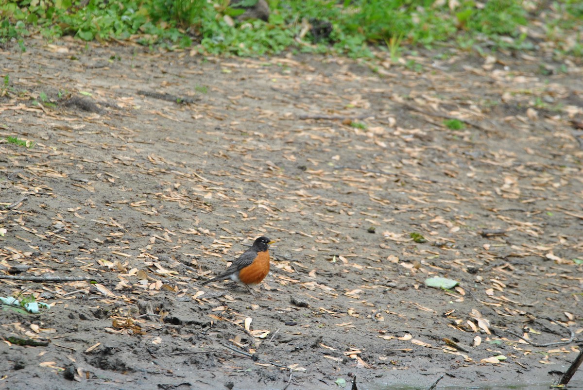 American Robin - ML636130912