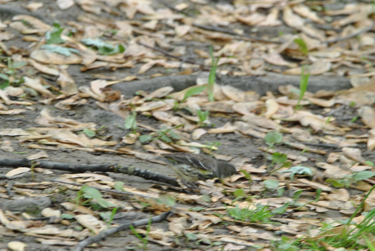 Yellow-rumped Warbler - ML636130918