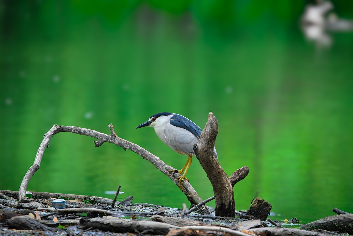 Black-crowned Night Heron - ML636130966