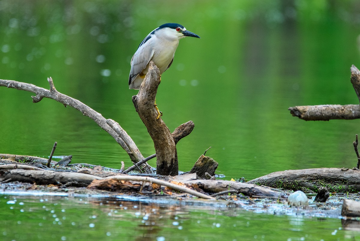 Black-crowned Night Heron - ML636130979