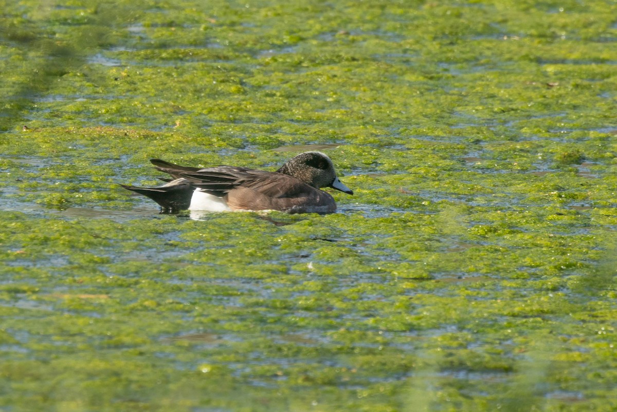 American Wigeon - ML636130996
