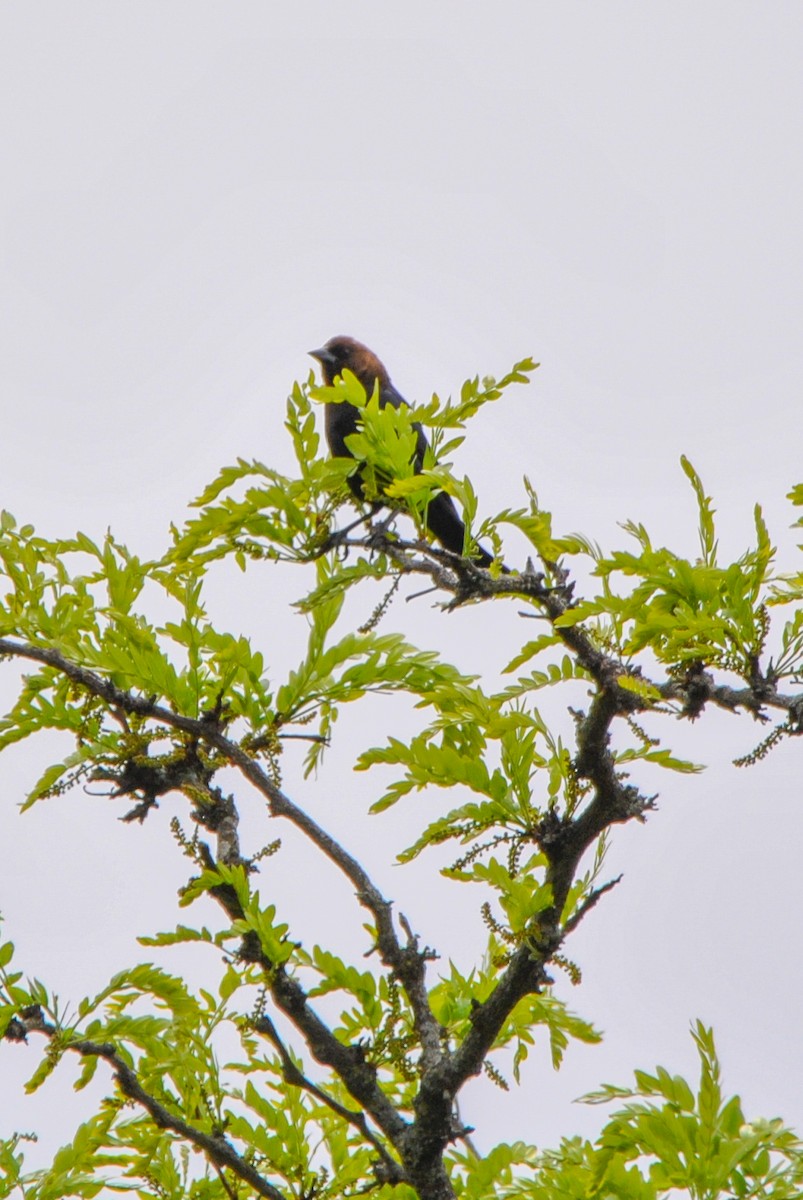 Brown-headed Cowbird - ML636131012