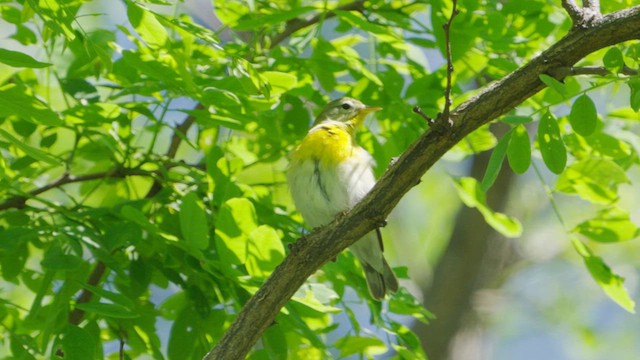 Parula Norteña - ML636131029