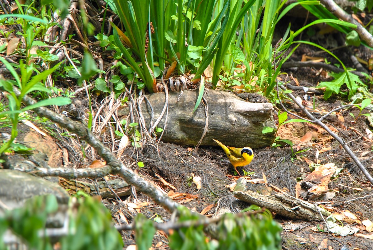 Common Yellowthroat - ML636131030