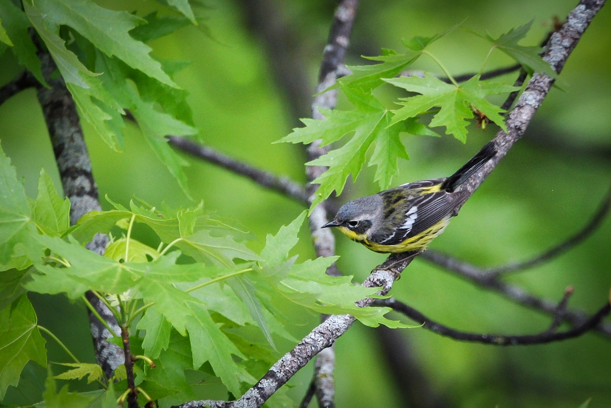 Magnolia Warbler - ML636131044