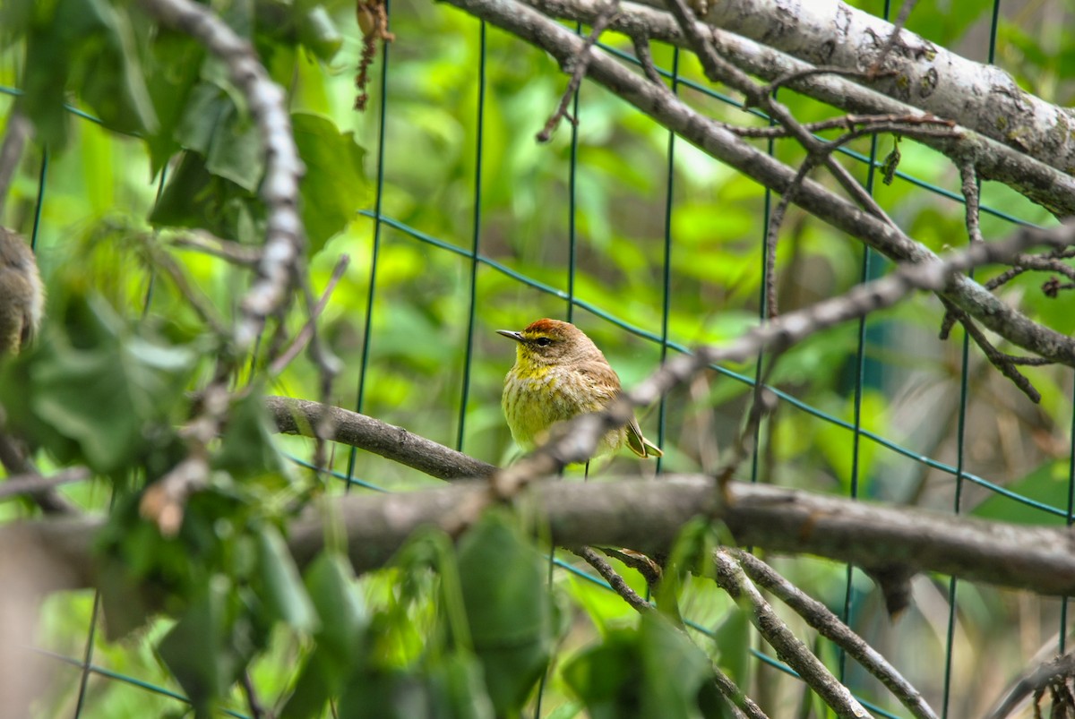 Palm Warbler - ML636131056