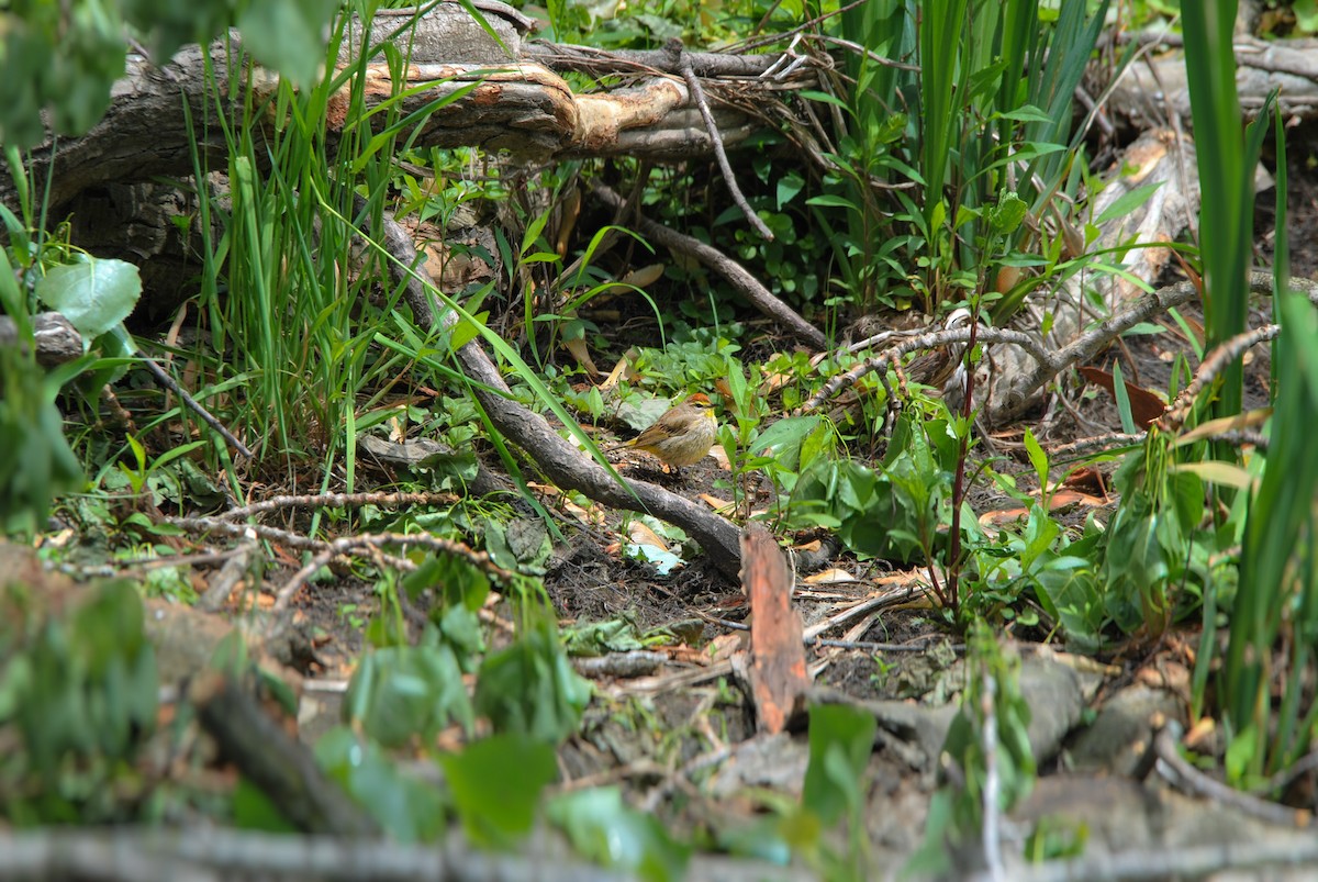 Palm Warbler - ML636131059