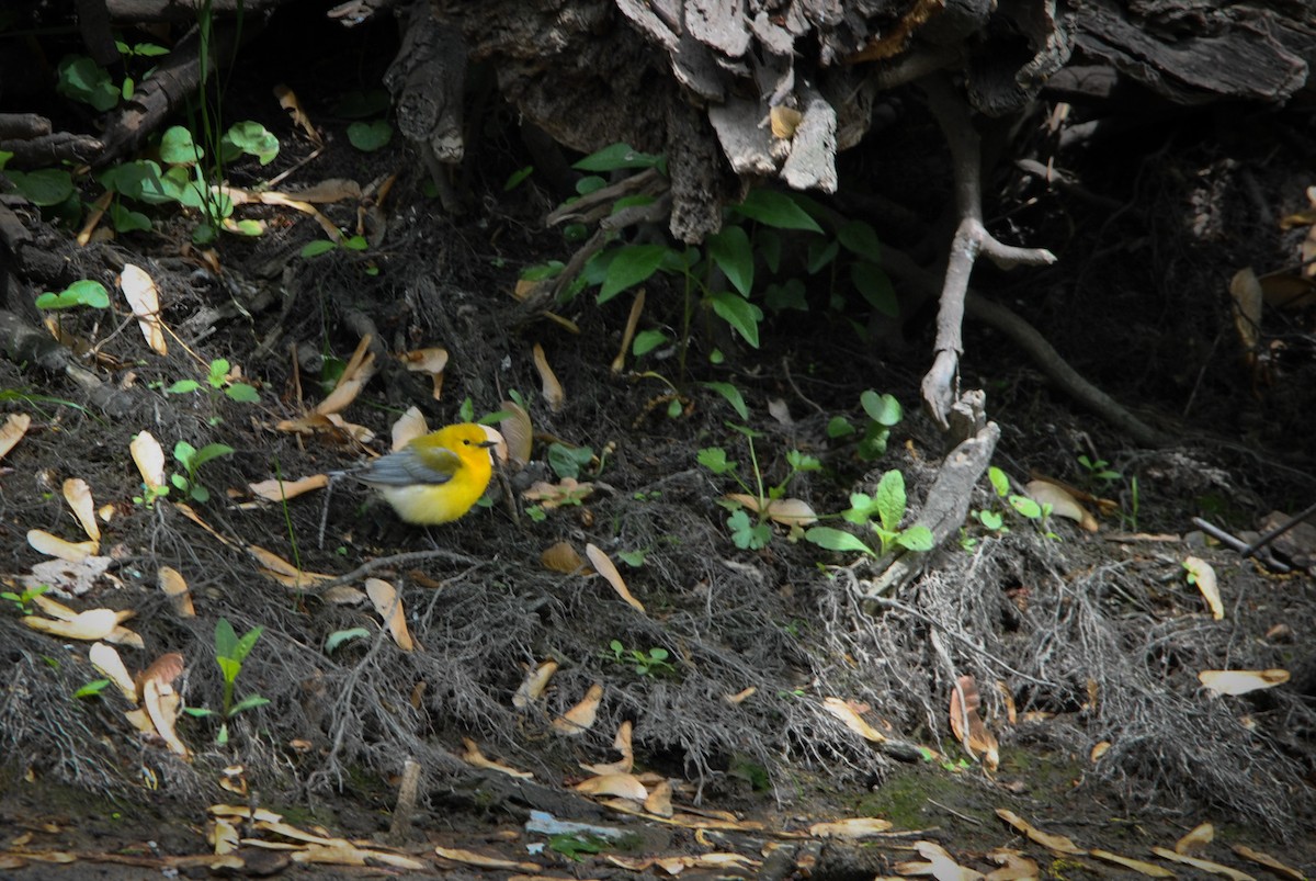 Prothonotary Warbler - ML636131073