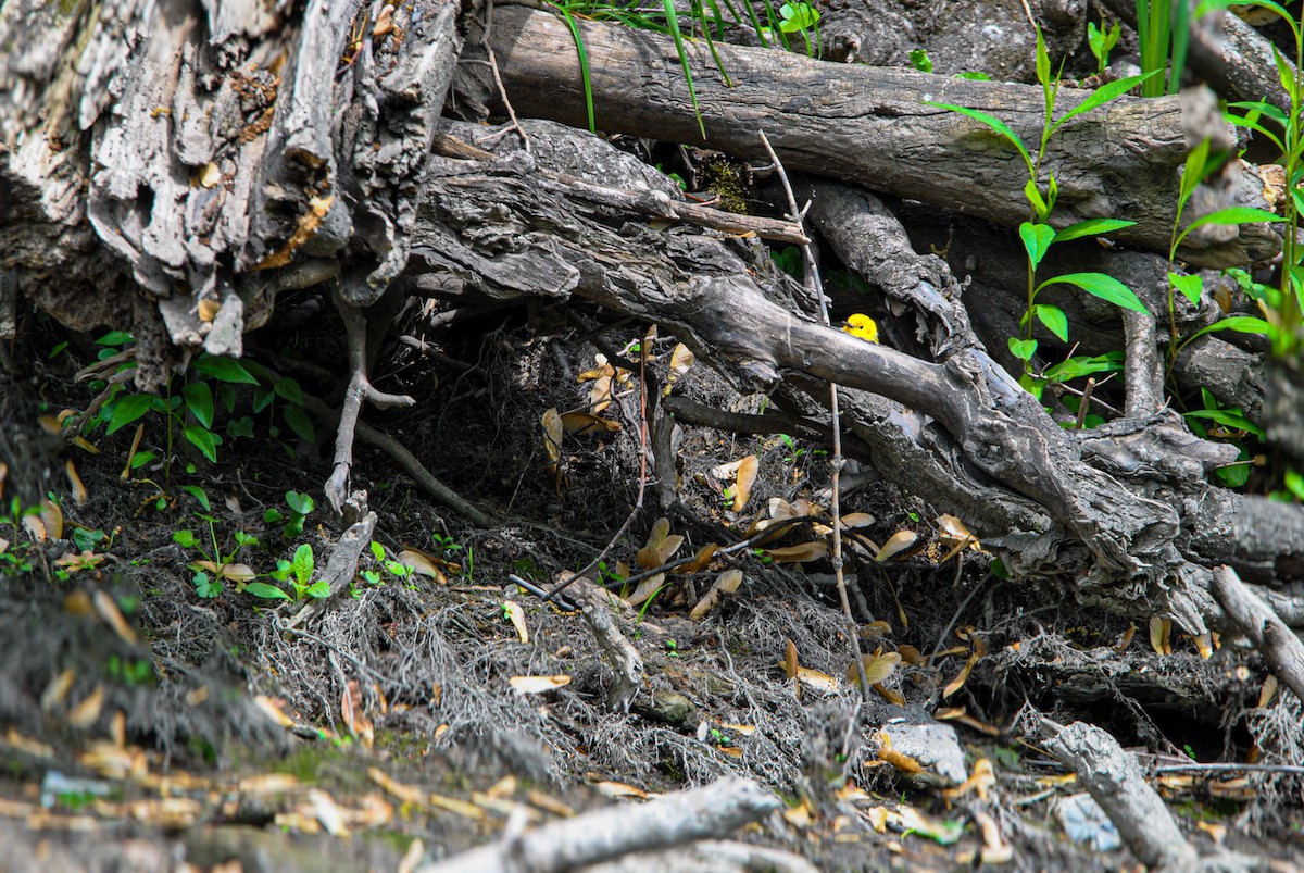Prothonotary Warbler - ML636131076