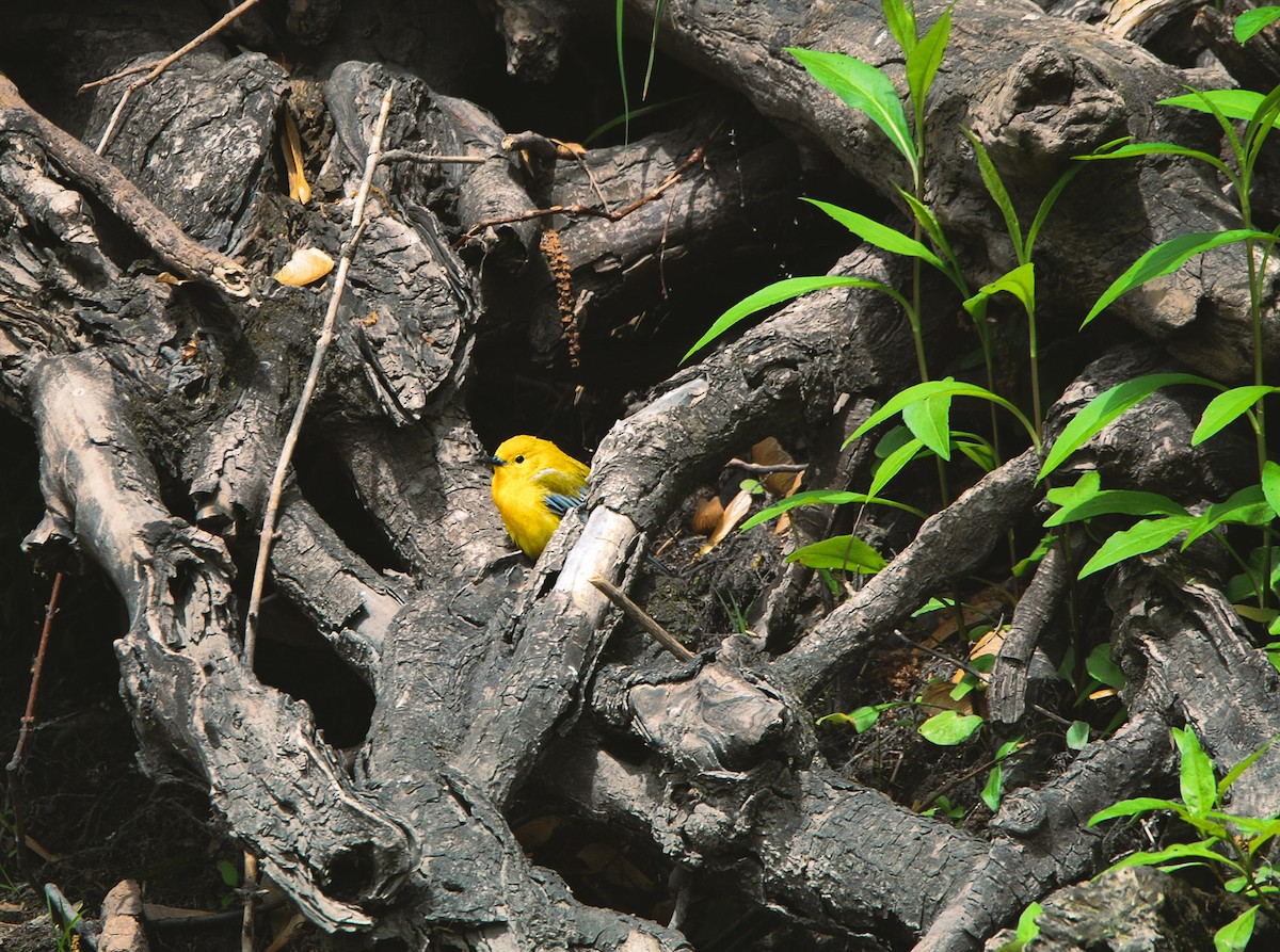 Prothonotary Warbler - ML636131080