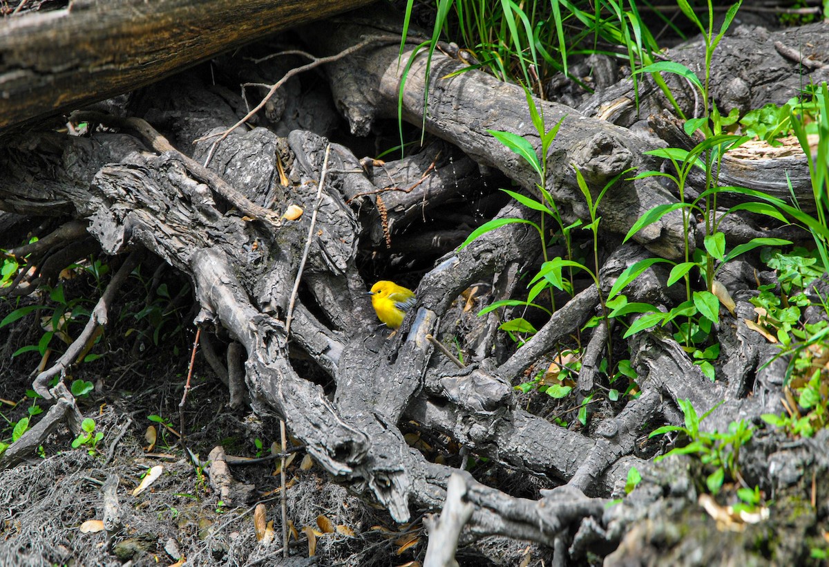 Prothonotary Warbler - ML636131082