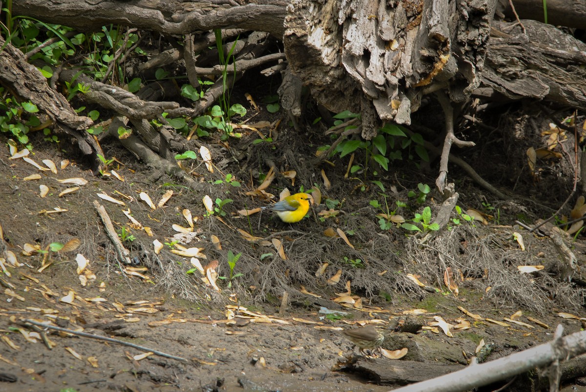 Prothonotary Warbler - ML636131086