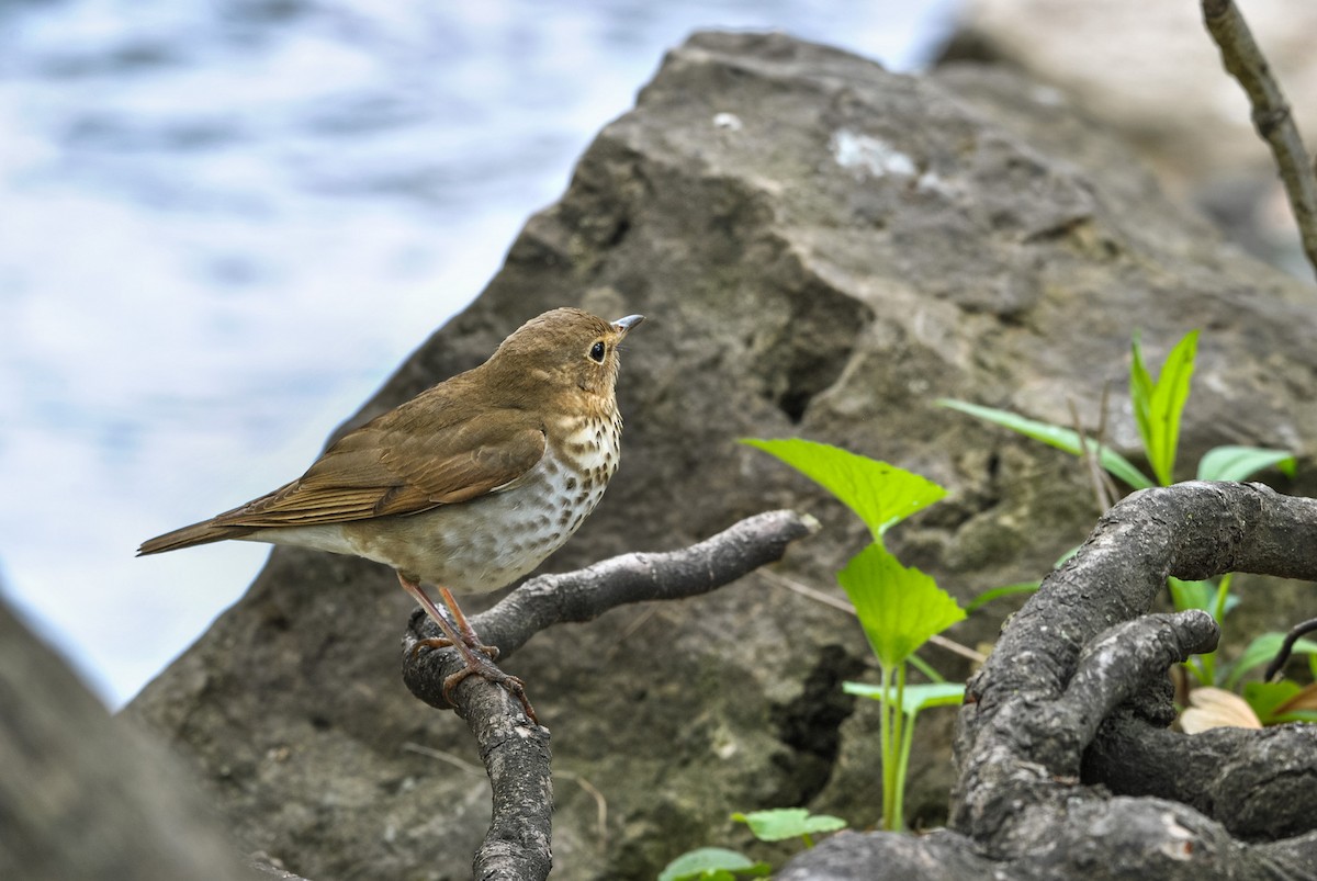 Swainson's Thrush - ML636131090