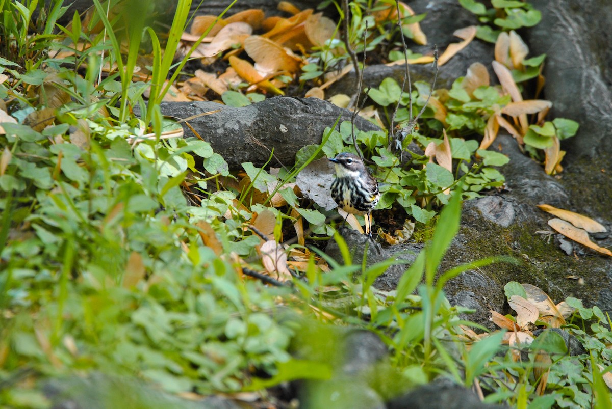 Yellow-rumped Warbler - ML636131103