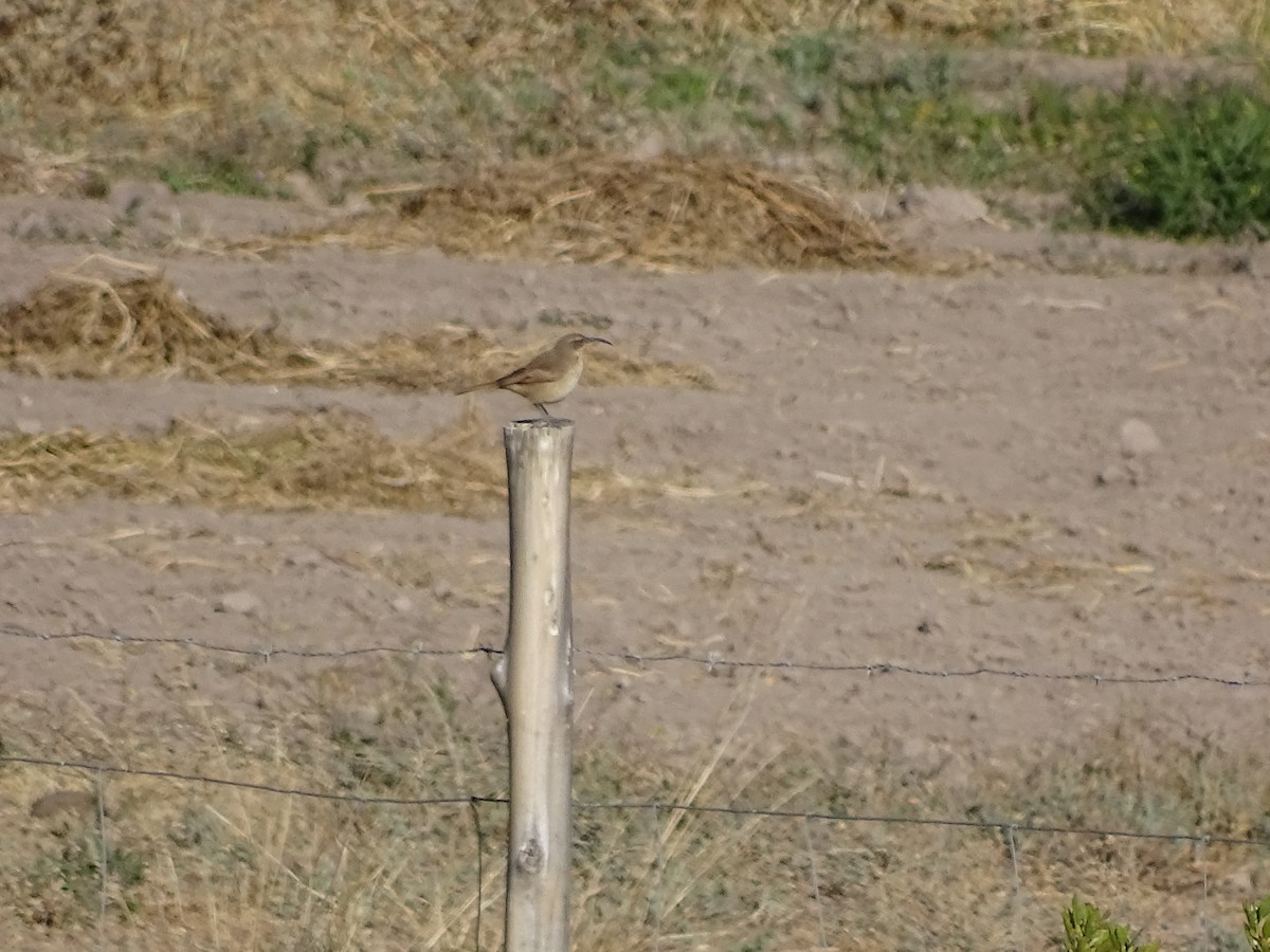Buff-breasted Earthcreeper - ML636131159