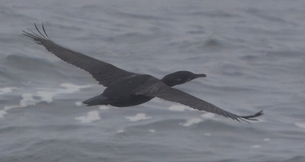 Brandt's Cormorant - ML636131196