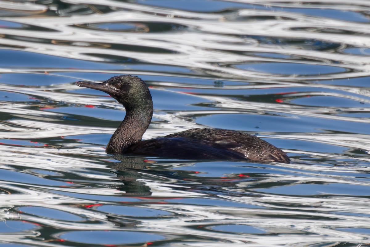 Pelagic Cormorant - ML636131217
