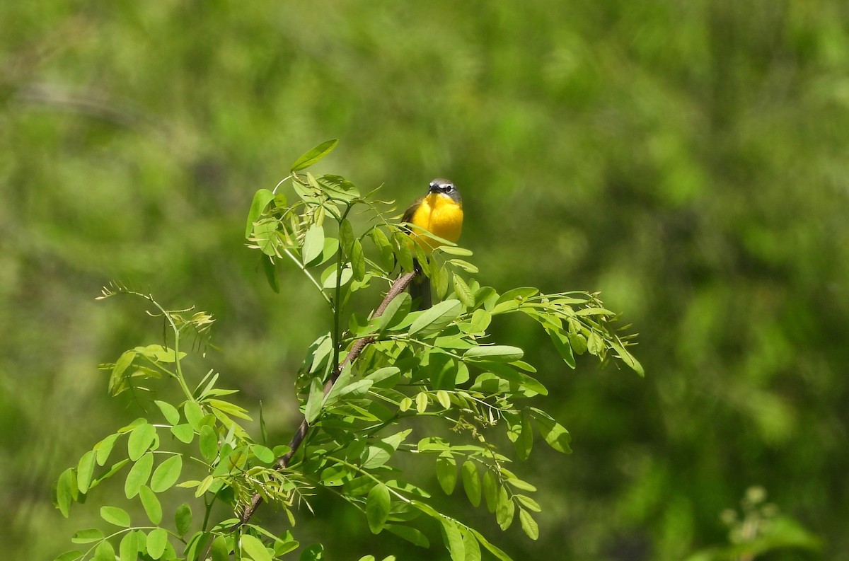 Yellow-breasted Chat - ML636131225