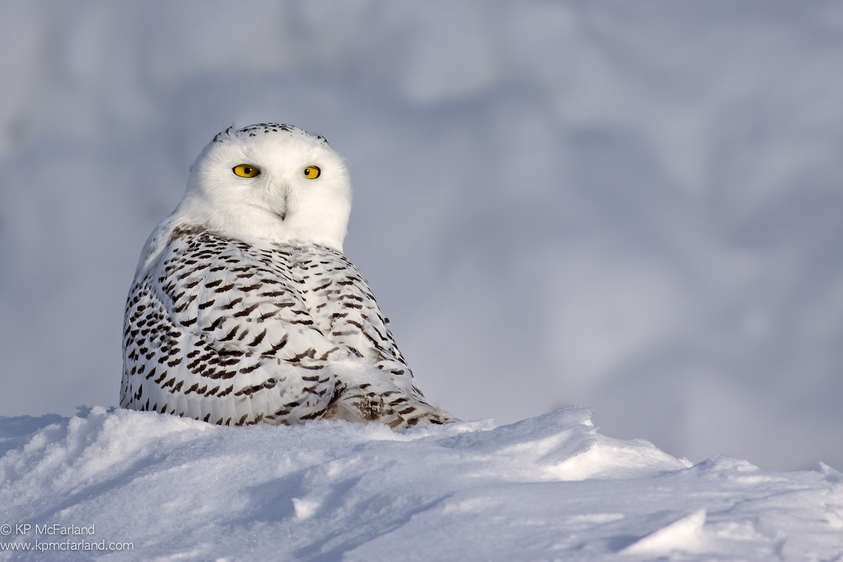 Snowy Owl - Kent McFarland