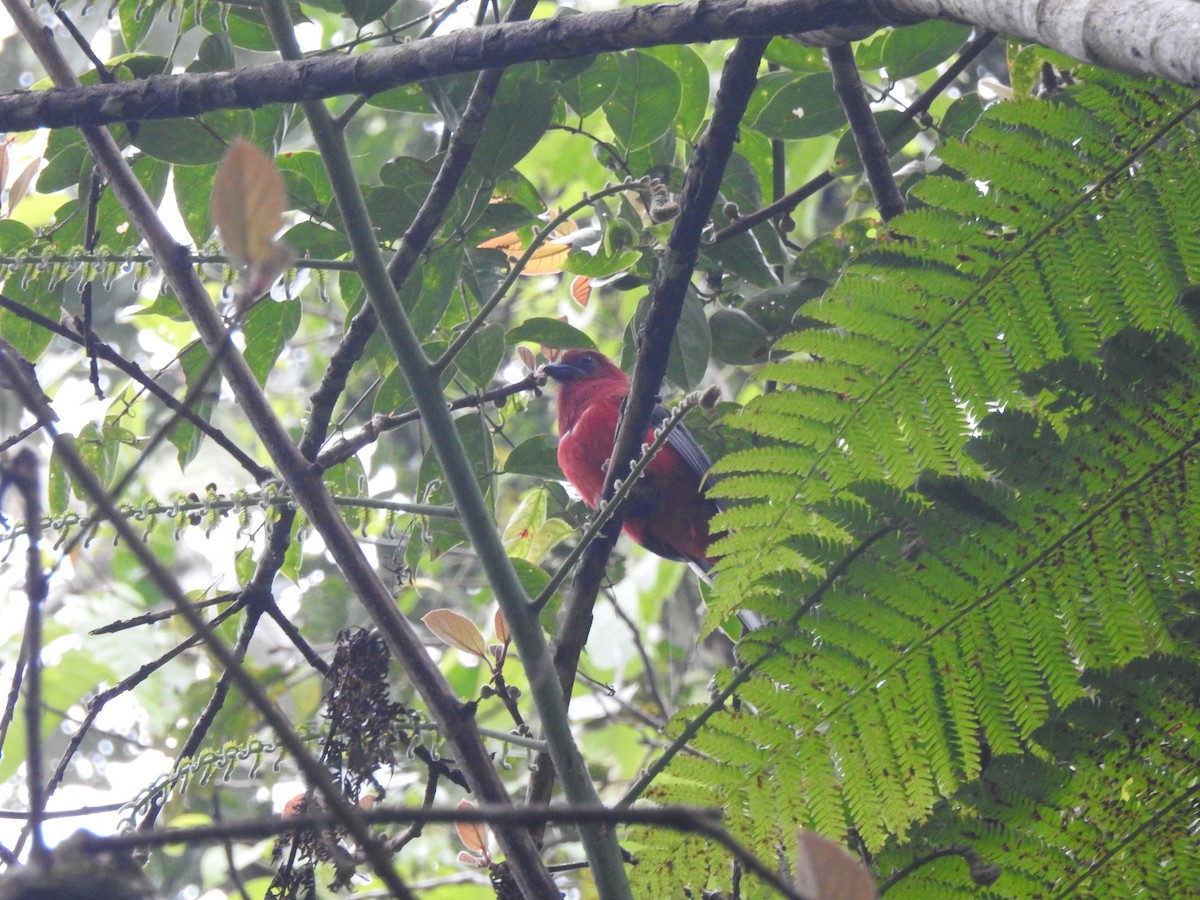 Kırmızı Başlı Trogon - ML636131334