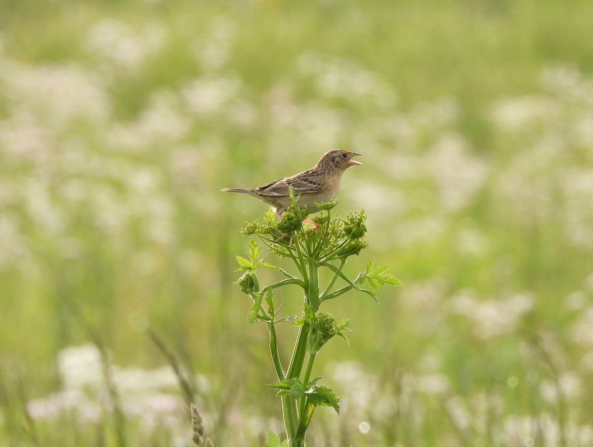 Grasshopper Sparrow - ML636131335
