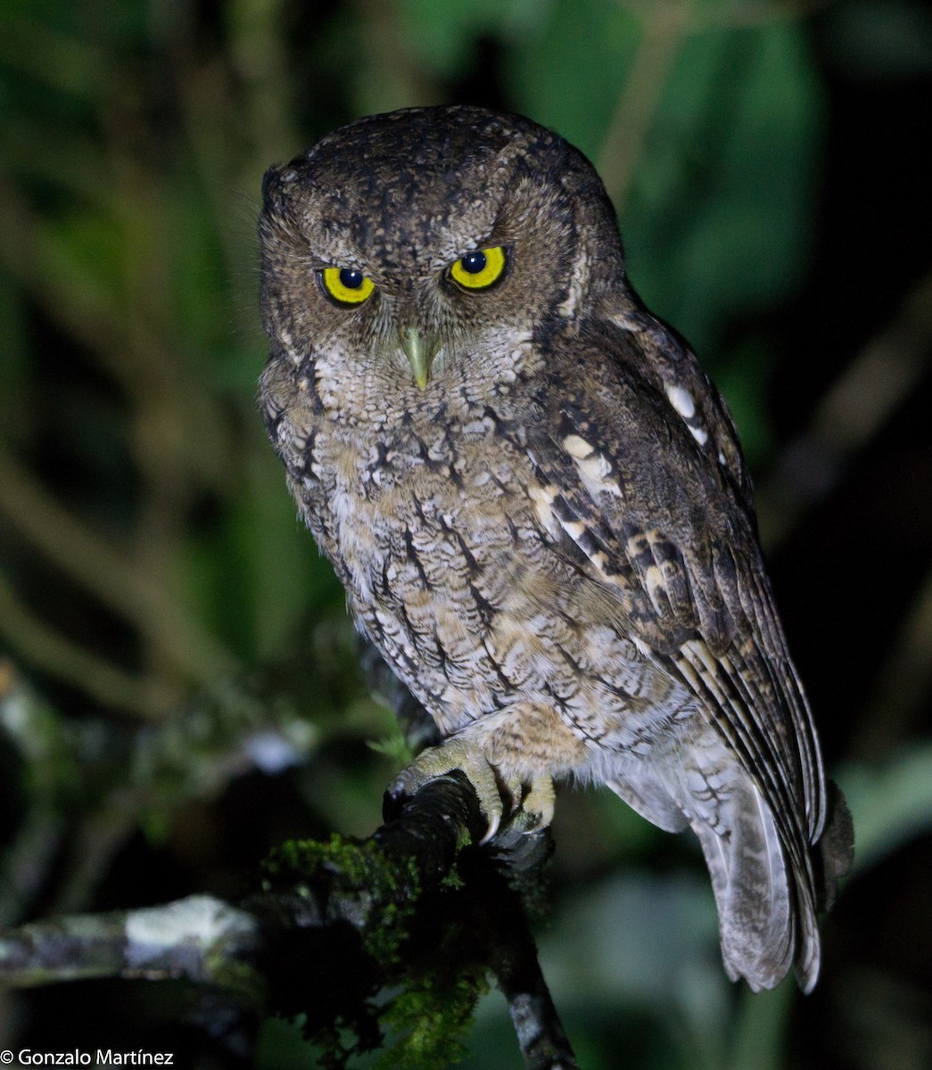 Montane Forest Screech-Owl - ML636131380
