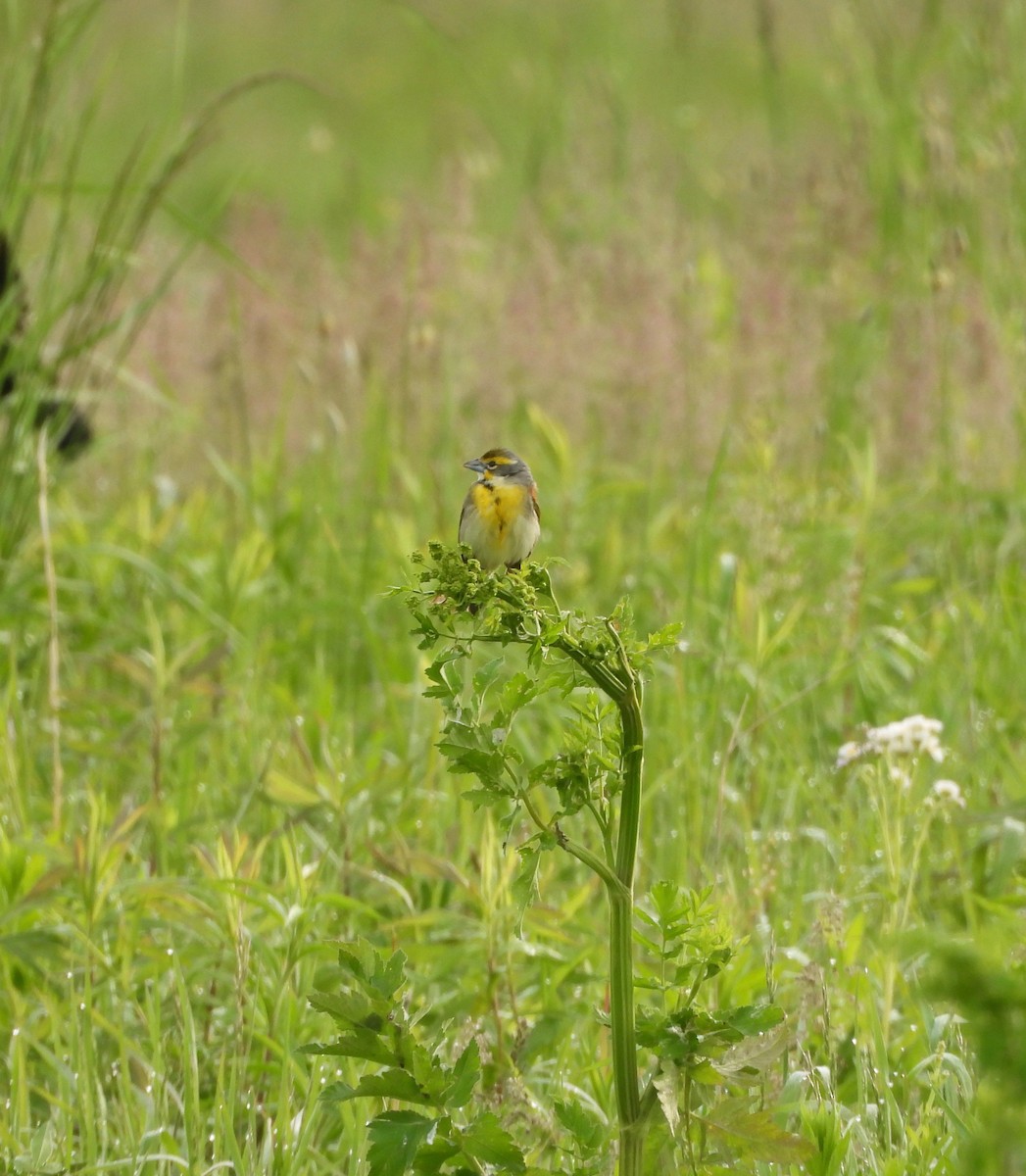 Dickcissel - ML636131453