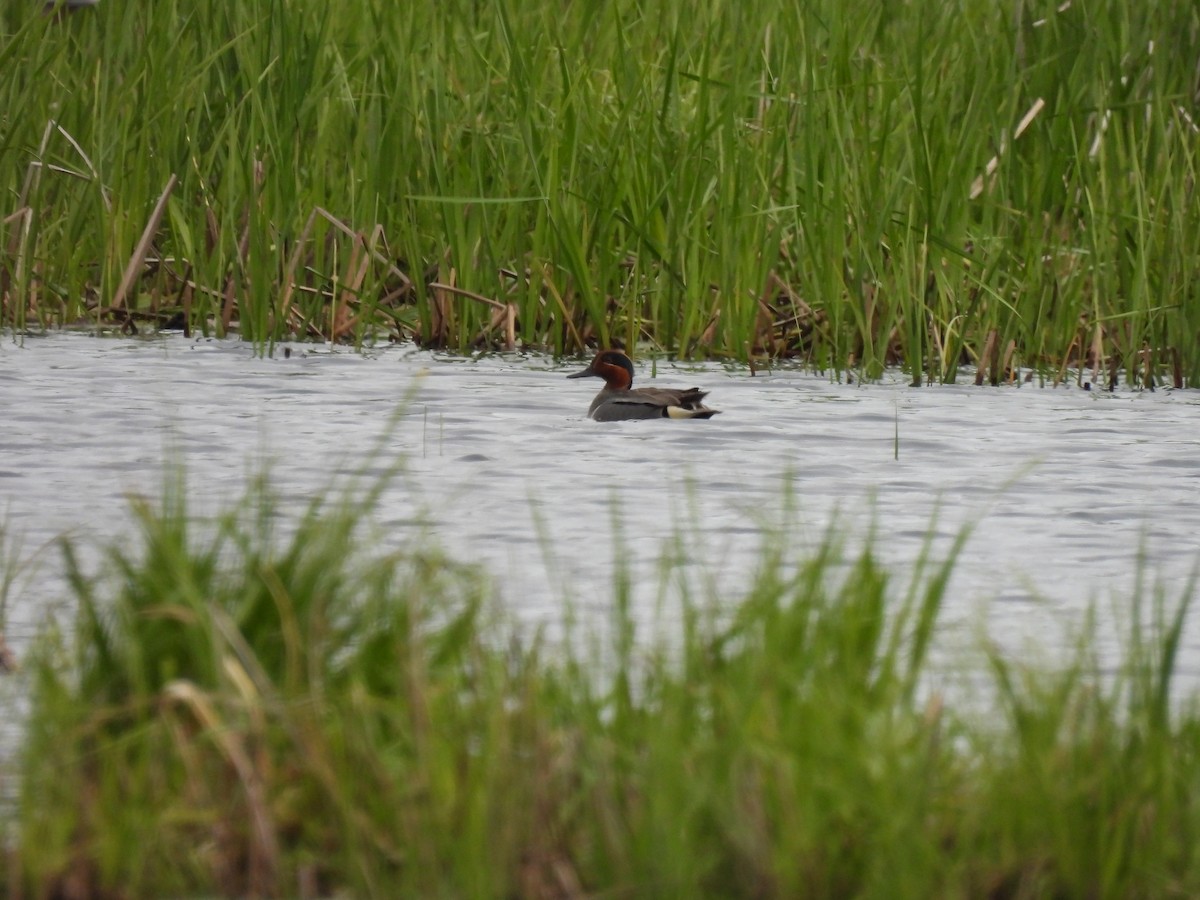 Green-winged Teal - ML636131471