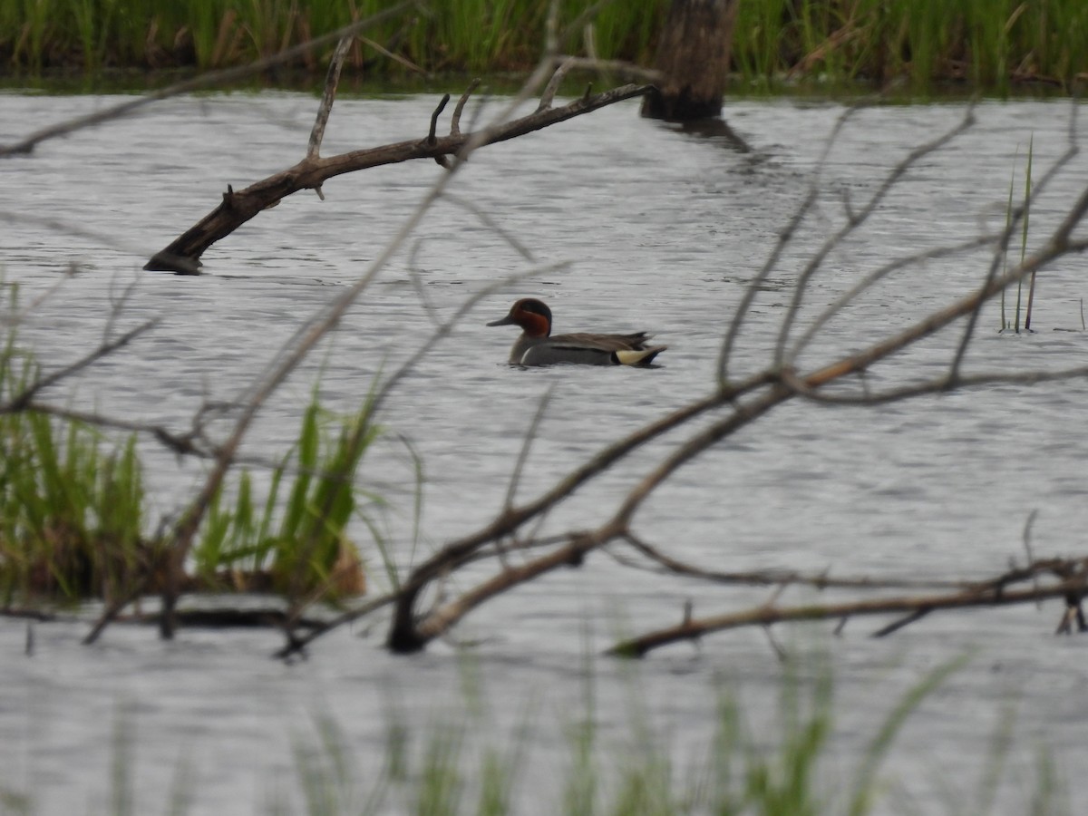 Green-winged Teal - ML636131472
