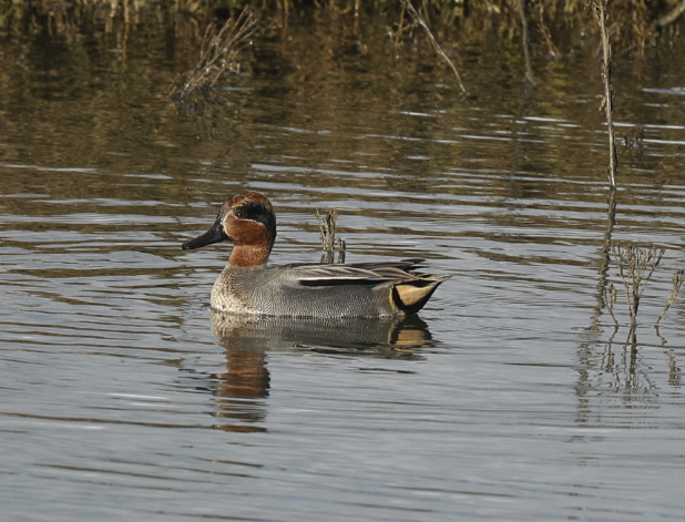 Green-winged Teal - ML636131691