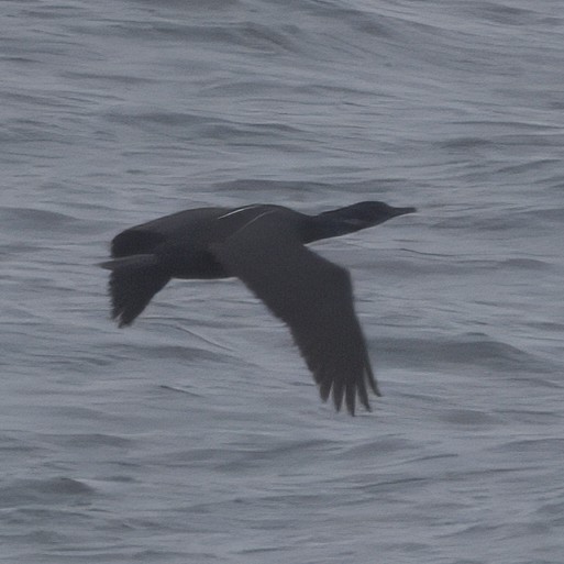 Brandt's Cormorant - ML636131740