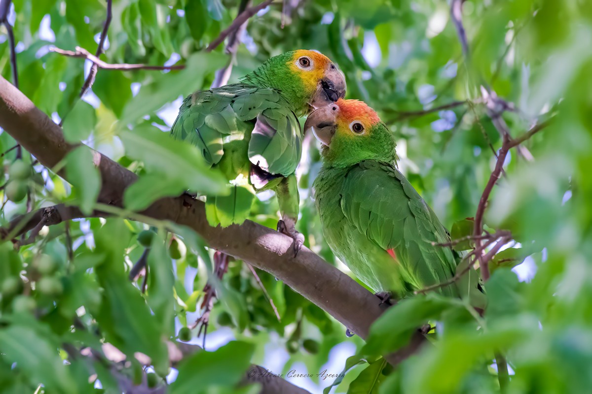 amazon sp. - ML636131762