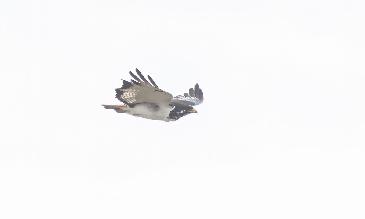 Augur Buzzard (Augur) - ML636131874