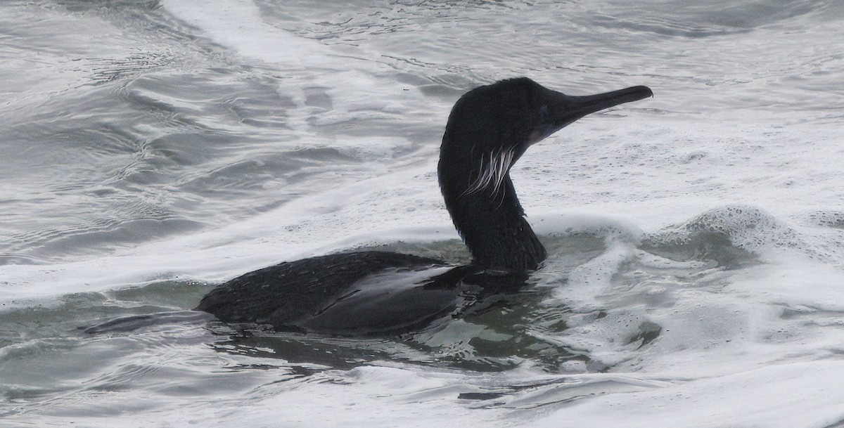 Brandt's Cormorant - ML636131875