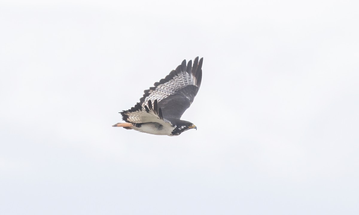 Augur Buzzard (Augur) - ML636131877