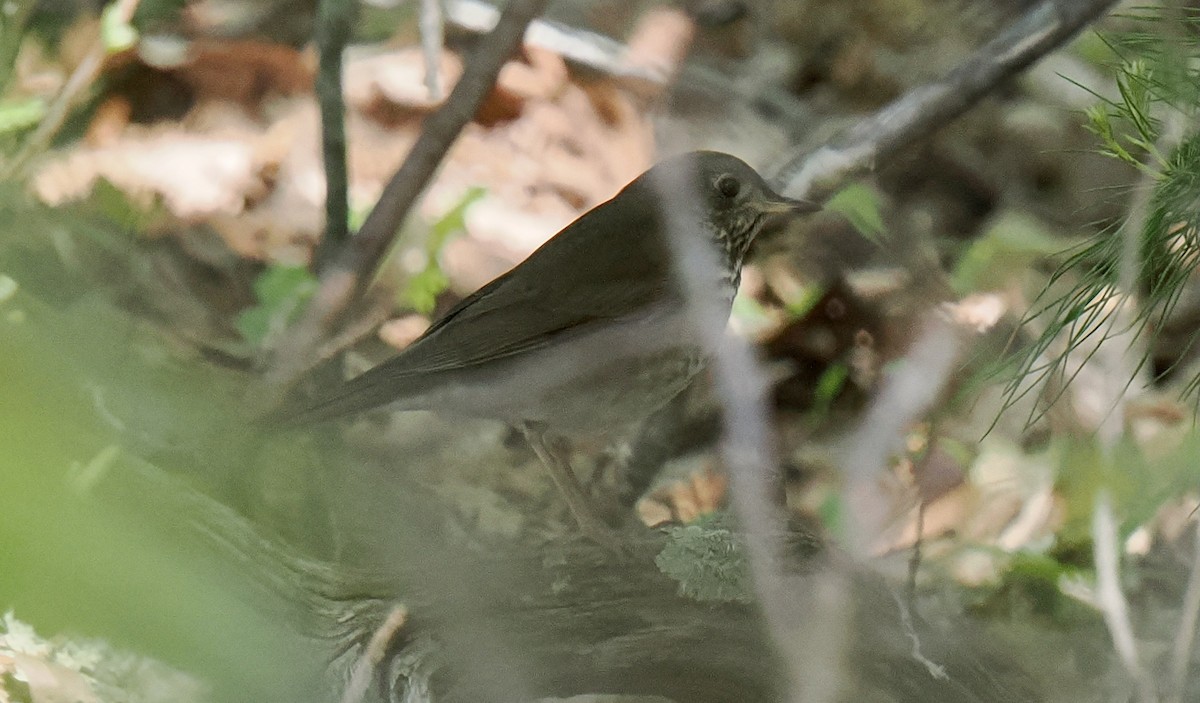 Catharus sp. - ML636131958