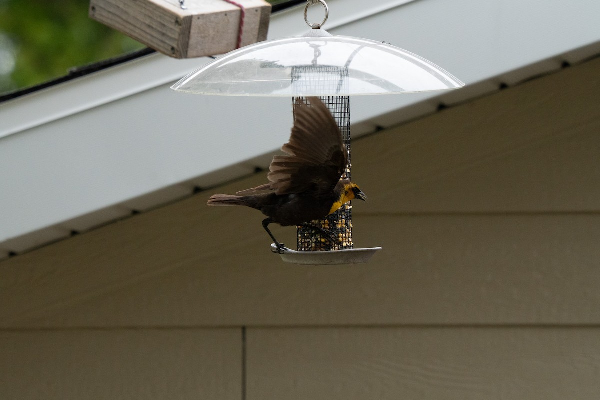 Yellow-headed Blackbird - ML636131979
