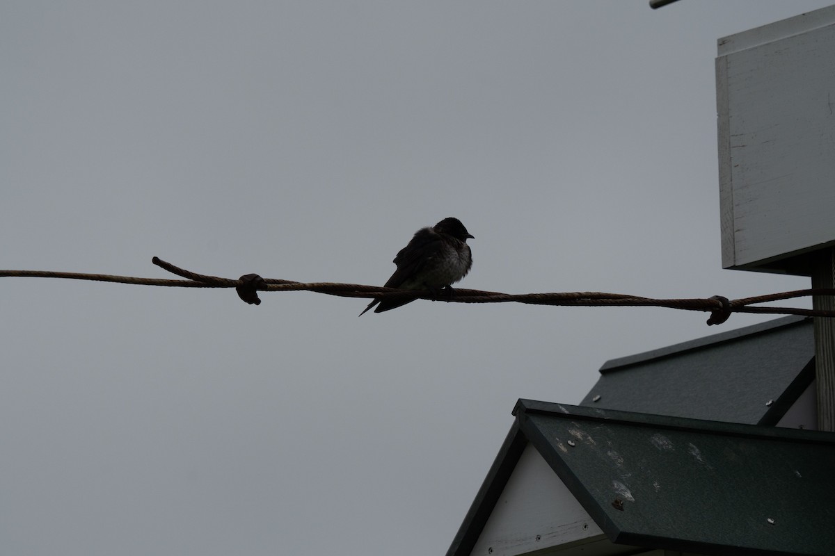 Elai purpura - ML636131986