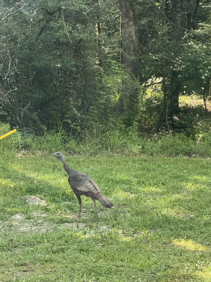 Wild Turkey - ML636132237