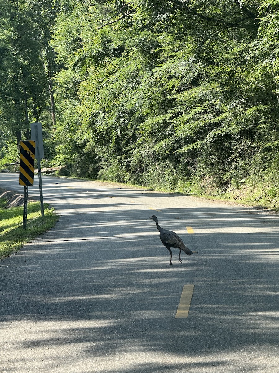 Wild Turkey - ML636132238