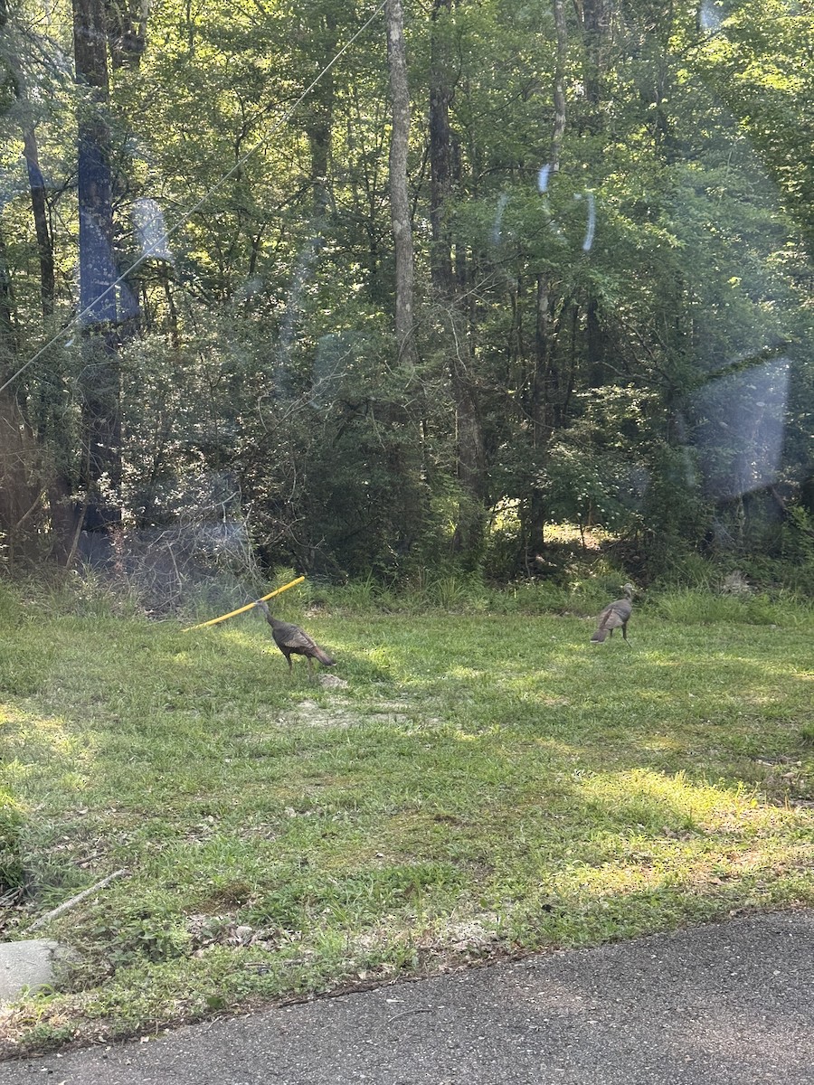 Wild Turkey - ML636132239