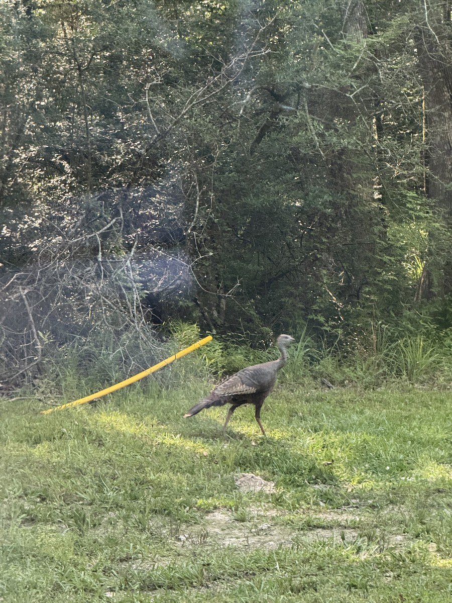 Wild Turkey - ML636132240