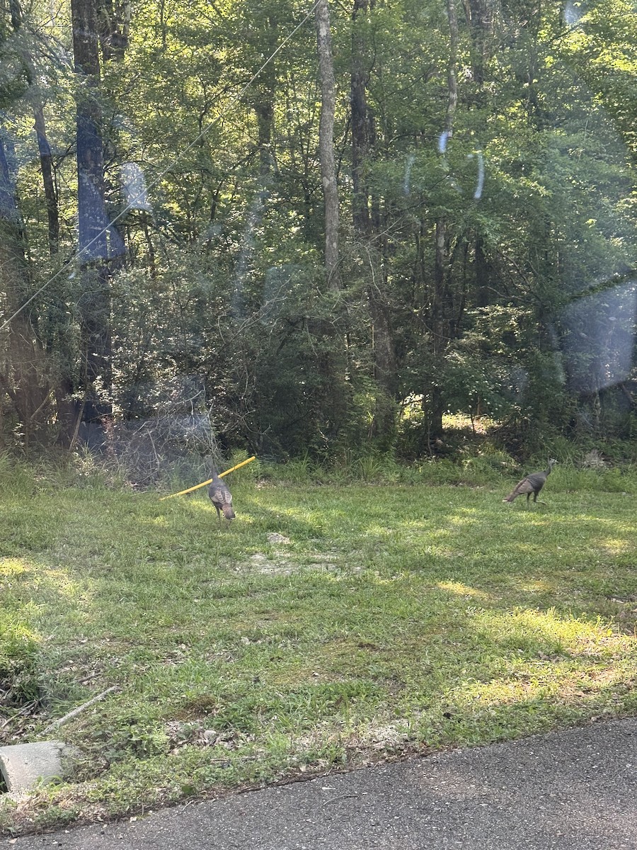 Wild Turkey - ML636132241