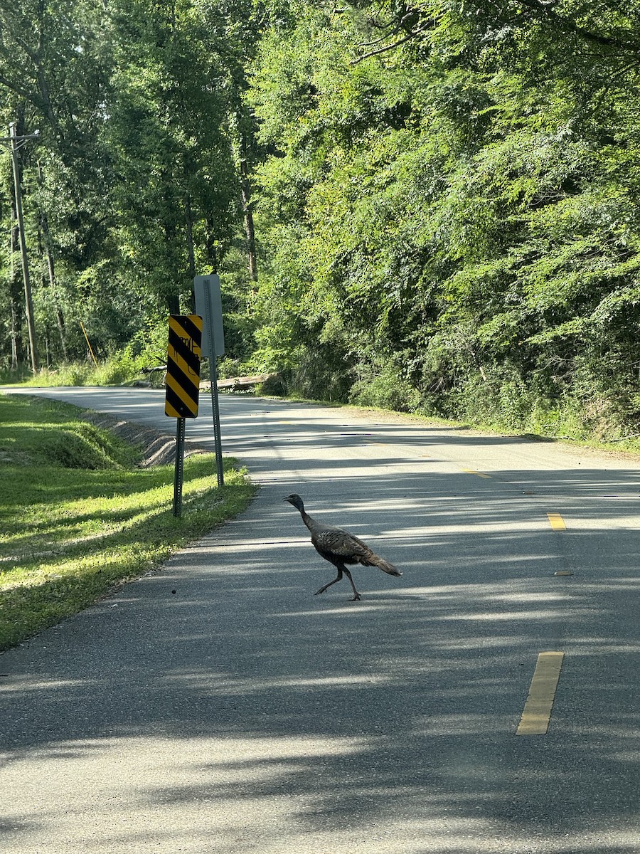 Wild Turkey - ML636132242