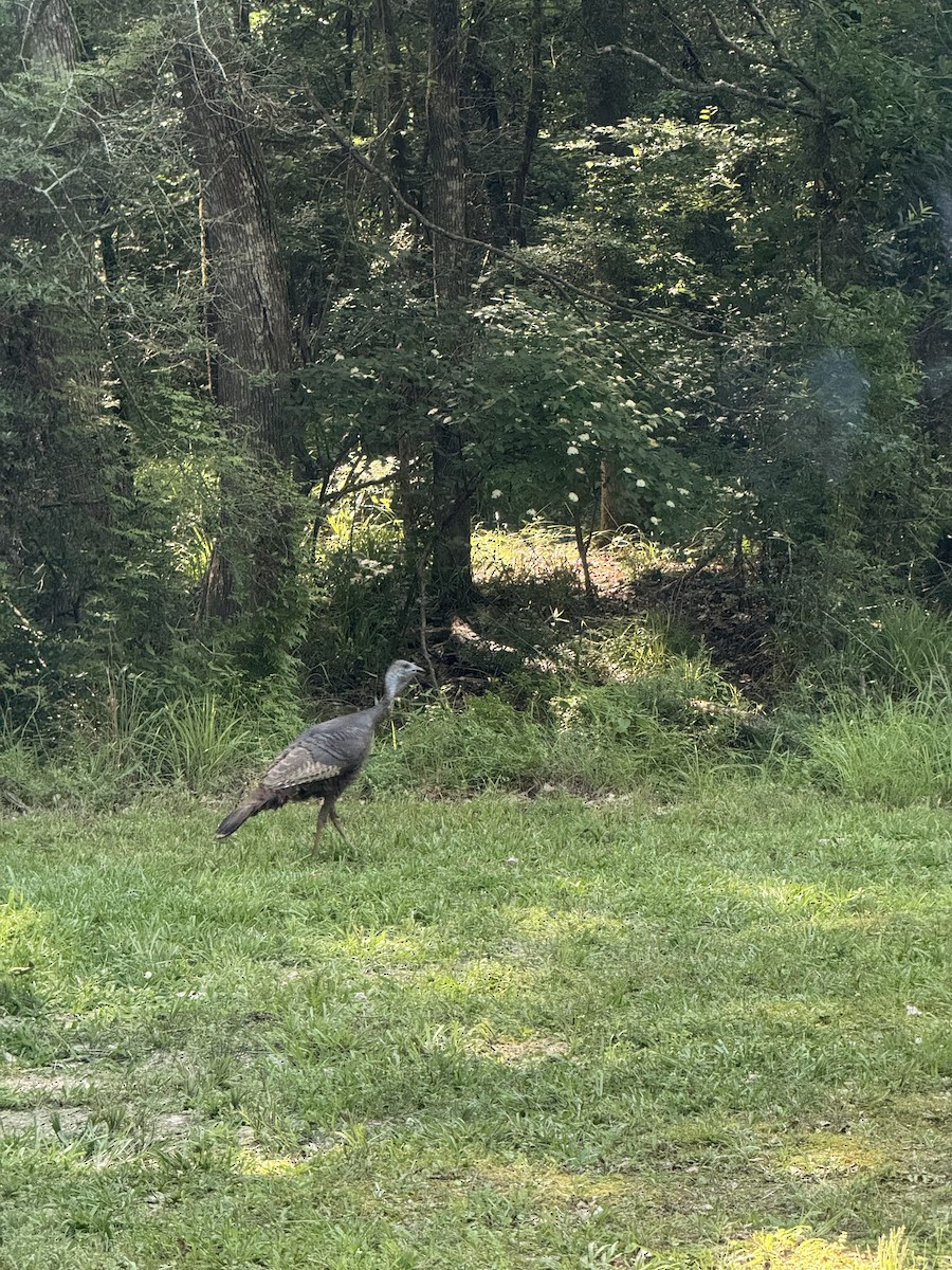 Wild Turkey - ML636132243
