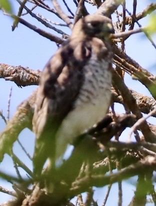 ハネビロノスリ - ML636132247