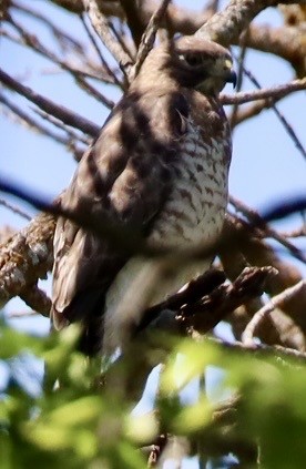 ハネビロノスリ - ML636132248