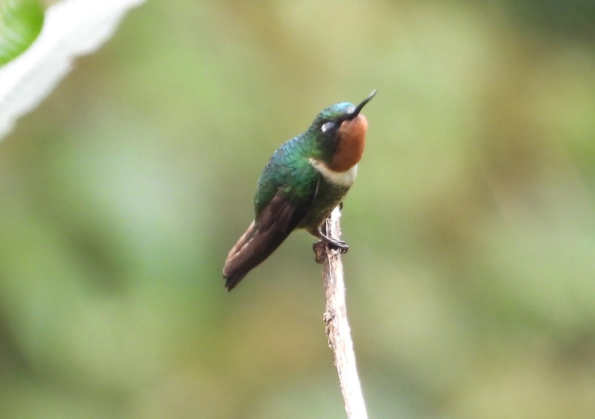 Amethyst-throated Sunangel - ML636132463
