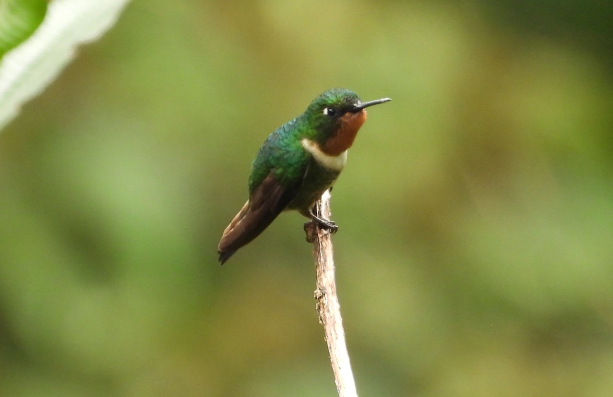 Amethyst-throated Sunangel - ML636132464