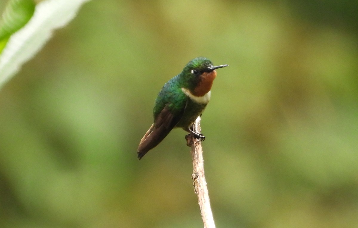 Amethyst-throated Sunangel - ML636132465